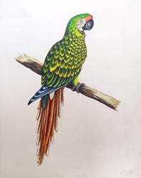 Military Macaw