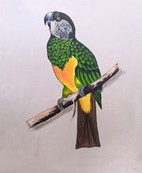 Senegal Parrot